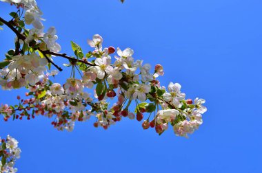 Çiçek açan elma ağacının dalları. Çiçek açan elma ağacı çiçekleri. Yayın için beyaz elma çiçekleri, tasarım, poster, takvim, post, ekran koruyucu, duvar kağıdı, kartpostal, afiş, kapak