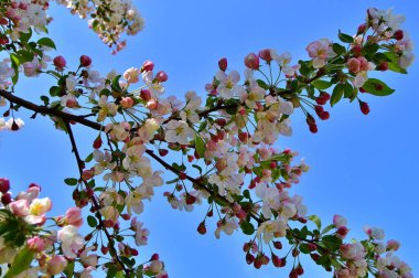 Çiçek açan elma ağacının dalları. Çiçek açan elma ağacı çiçekleri. Yayın için beyaz elma çiçekleri, tasarım, poster, takvim, post, ekran koruyucu, duvar kağıdı, kartpostal, afiş, kapak