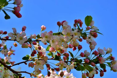 Çiçek açan elma ağacının dalları. Çiçek açan elma ağacı çiçekleri. Yayın için beyaz elma çiçekleri, tasarım, poster, takvim, post, ekran koruyucu, duvar kağıdı, kartpostal, afiş, kapak