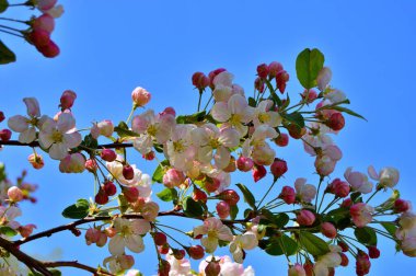 Çiçek açan elma ağacının dalları. Çiçek açan elma ağacı çiçekleri. Yayın için beyaz elma çiçekleri, tasarım, poster, takvim, post, ekran koruyucu, duvar kağıdı, kartpostal, afiş, kapak