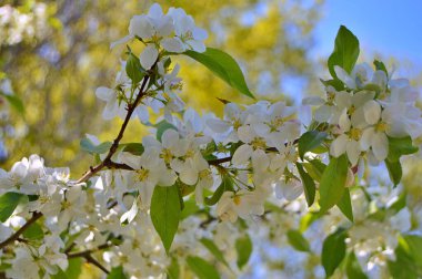 Çiçek açan elma ağacının dalları. Çiçek açan elma ağacı çiçekleri. Yayın için beyaz elma çiçekleri, tasarım, poster, takvim, post, ekran koruyucu, duvar kağıdı, kartpostal, afiş, kapak
