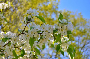 Çiçek açan elma ağacının dalları. Çiçek açan elma ağacı çiçekleri. Yayın için beyaz elma çiçekleri, tasarım, poster, takvim, post, ekran koruyucu, duvar kağıdı, kartpostal, afiş, kapak