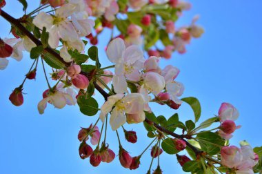 Çiçek açan elma ağacının dalları. Çiçek açan elma ağacı çiçekleri. Yayın için beyaz elma çiçekleri, tasarım, poster, takvim, post, ekran koruyucu, duvar kağıdı, kartpostal, afiş, kapak