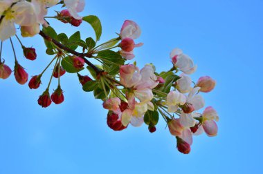 Çiçek açan elma ağacının dalları. Çiçek açan elma ağacı çiçekleri. Yayın için beyaz elma çiçekleri, tasarım, poster, takvim, post, ekran koruyucu, duvar kağıdı, kartpostal, afiş, kapak