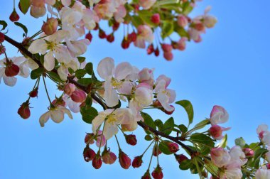 Çiçek açan elma ağacının dalları. Çiçek açan elma ağacı çiçekleri. Yayın için beyaz elma çiçekleri, tasarım, poster, takvim, post, ekran koruyucu, duvar kağıdı, kartpostal, afiş, kapak