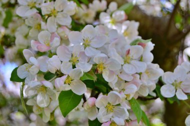 Çiçek açan elma ağacının dalları. Çiçek açan elma ağacı çiçekleri. Yayın için beyaz elma çiçekleri, tasarım, poster, takvim, post, ekran koruyucu, duvar kağıdı, kartpostal, afiş, kapak