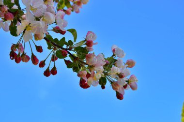 Çiçek açan elma ağacının dalları. Çiçek açan elma ağacı çiçekleri. Yayın için beyaz elma çiçekleri, tasarım, poster, takvim, post, ekran koruyucu, duvar kağıdı, kartpostal, afiş, kapak