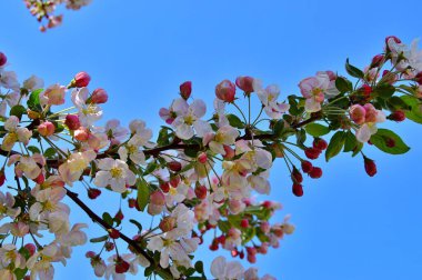 Çiçek açan elma ağacının dalları. Çiçek açan elma ağacı çiçekleri. Yayın için beyaz elma çiçekleri, tasarım, poster, takvim, post, ekran koruyucu, duvar kağıdı, kartpostal, afiş, kapak