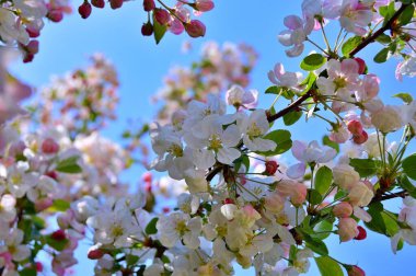 Çiçek açan elma ağacının dalları. Çiçek açan elma ağacı çiçekleri. Yayın için beyaz elma çiçekleri, tasarım, poster, takvim, post, ekran koruyucu, duvar kağıdı, kartpostal, afiş, kapak