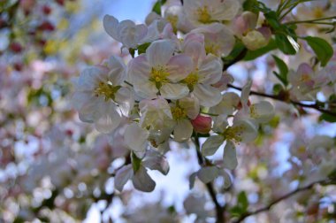 Çiçek açan elma ağacının dalları. Çiçek açan elma ağacı çiçekleri. Yayın için beyaz elma çiçekleri, tasarım, poster, takvim, post, ekran koruyucu, duvar kağıdı, kartpostal, afiş, kapak
