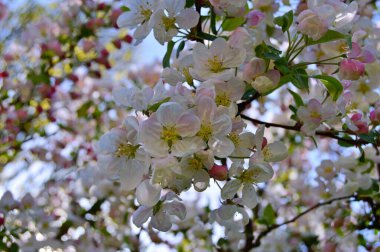 Çiçek açan elma ağacının dalları. Çiçek açan elma ağacı çiçekleri. Yayın için beyaz elma çiçekleri, tasarım, poster, takvim, post, ekran koruyucu, duvar kağıdı, kartpostal, afiş, kapak