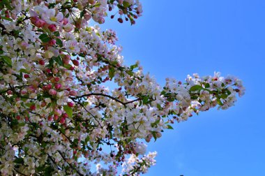 Çiçek açan elma ağacının dalları. Çiçek açan elma ağacı çiçekleri. Yayın için beyaz elma çiçekleri, tasarım, poster, takvim, post, ekran koruyucu, duvar kağıdı, kartpostal, afiş, kapak