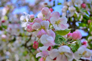 Çiçek açan elma ağacının dalları. Çiçek açan elma ağacı çiçekleri. Yayın için beyaz elma çiçekleri, tasarım, poster, takvim, post, ekran koruyucu, duvar kağıdı, kartpostal, afiş, kapak