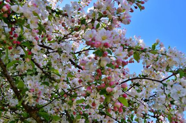 Çiçek açan elma ağacının dalları. Çiçek açan elma ağacı çiçekleri. Yayın için beyaz elma çiçekleri, tasarım, poster, takvim, post, ekran koruyucu, duvar kağıdı, kartpostal, afiş, kapak