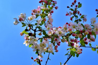 Çiçek açan elma ağacının dalları. Çiçek açan elma ağacı çiçekleri. Yayın için beyaz elma çiçekleri, tasarım, poster, takvim, post, ekran koruyucu, duvar kağıdı, kartpostal, afiş, kapak