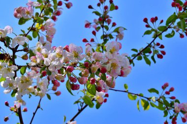 Çiçek açan elma ağacının dalları. Çiçek açan elma ağacı çiçekleri. Yayın için beyaz elma çiçekleri, tasarım, poster, takvim, post, ekran koruyucu, duvar kağıdı, kartpostal, afiş, kapak