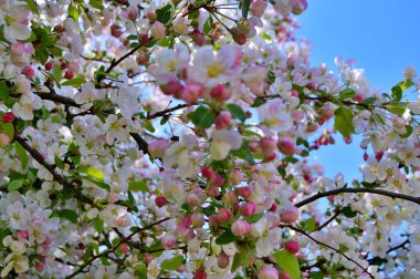 Çiçek açan elma ağacının dalları. Çiçek açan elma ağacı çiçekleri. Yayın için beyaz elma çiçekleri, tasarım, poster, takvim, post, ekran koruyucu, duvar kağıdı, kartpostal, afiş, kapak