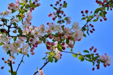 Çiçek açan elma ağacının dalları. Çiçek açan elma ağacı çiçekleri. Yayın için beyaz elma çiçekleri, tasarım, poster, takvim, post, ekran koruyucu, duvar kağıdı, kartpostal, afiş, kapak