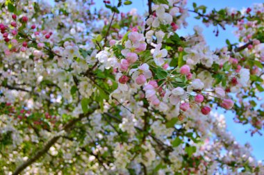 Çiçek açan elma ağacının dalları. Çiçek açan elma ağacı çiçekleri. Yayın için beyaz elma çiçekleri, tasarım, poster, takvim, post, ekran koruyucu, duvar kağıdı, kartpostal, afiş, kapak