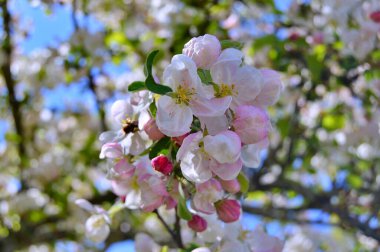Çiçek açan elma ağacının dalları. Çiçek açan elma ağacı çiçekleri. Yayın için beyaz elma çiçekleri, tasarım, poster, takvim, post, ekran koruyucu, duvar kağıdı, kartpostal, afiş, kapak