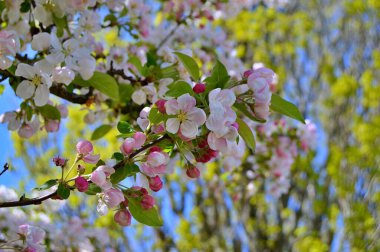 Çiçek açan elma ağacının dalları. Çiçek açan elma ağacı çiçekleri. Yayın için beyaz elma çiçekleri, tasarım, poster, takvim, post, ekran koruyucu, duvar kağıdı, kartpostal, afiş, kapak