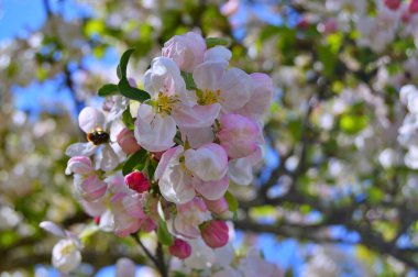 Çiçek açan elma ağacının dalları. Çiçek açan elma ağacı çiçekleri. Yayın için beyaz elma çiçekleri, tasarım, poster, takvim, post, ekran koruyucu, duvar kağıdı, kartpostal, afiş, kapak