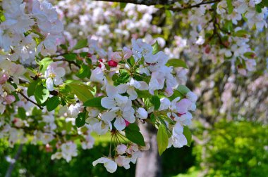 Çiçek açan elma ağacının dalları. Çiçek açan elma ağacı çiçekleri. Yayın için beyaz elma çiçekleri, tasarım, poster, takvim, post, ekran koruyucu, duvar kağıdı, kartpostal, afiş, kapak