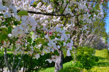Çiçek açan elma ağacının dalları. Çiçek açan elma ağacı çiçekleri. Yayın için beyaz elma çiçekleri, tasarım, poster, takvim, post, ekran koruyucu, duvar kağıdı, kartpostal, afiş, kapak