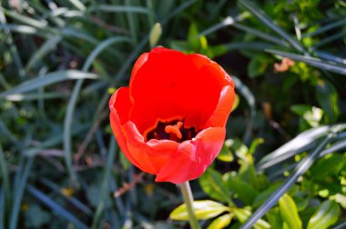 Bahçede çiçek. İlkbaharda ve yaz gününde çiçek. Renkli çiçek. Çiçek süslemesi. Tasarım için çiçek. Güzel çiçek. Tropikal bahçede çiçek. Renkli çiçek. çiçek deseni. çiçek arkaplanı