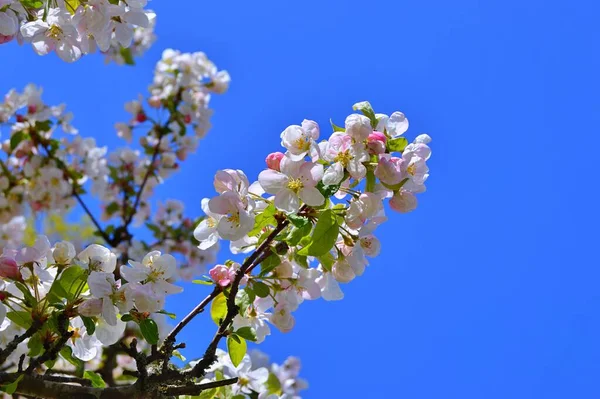 Çiçek açan elma ağacının dalları. Çiçek açan elma ağacı çiçekleri. Yayın için beyaz elma çiçekleri, tasarım, poster, takvim, post, ekran koruyucu, duvar kağıdı, kartpostal, afiş, kapak