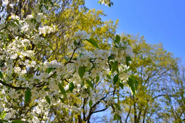 Çiçek açan elma ağacının dalları. Çiçek açan elma ağacı çiçekleri. Yayın için beyaz elma çiçekleri, tasarım, poster, takvim, post, ekran koruyucu, duvar kağıdı, kartpostal, afiş, kapak