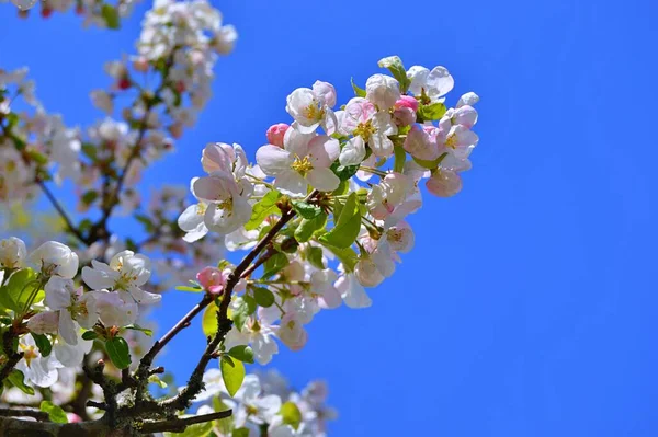 Çiçek açan elma ağacının dalları. Çiçek açan elma ağacı çiçekleri. Yayın için beyaz elma çiçekleri, tasarım, poster, takvim, post, ekran koruyucu, duvar kağıdı, kartpostal, afiş, kapak