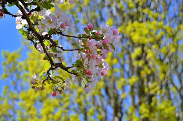 Çiçek açan elma ağacının dalları. Çiçek açan elma ağacı çiçekleri. Yayın için beyaz elma çiçekleri, tasarım, poster, takvim, post, ekran koruyucu, duvar kağıdı, kartpostal, afiş, kapak