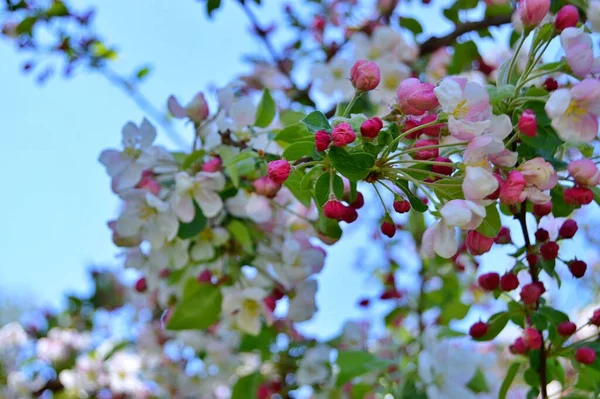 Çiçek açan elma ağacının dalları. Çiçek açan elma ağacı çiçekleri. Yayın için beyaz elma çiçekleri, tasarım, poster, takvim, post, ekran koruyucu, duvar kağıdı, kartpostal, afiş, kapak