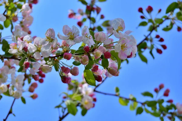 Çiçek açan elma ağacının dalları. Çiçek açan elma ağacı çiçekleri. Yayın için beyaz elma çiçekleri, tasarım, poster, takvim, post, ekran koruyucu, duvar kağıdı, kartpostal, afiş, kapak