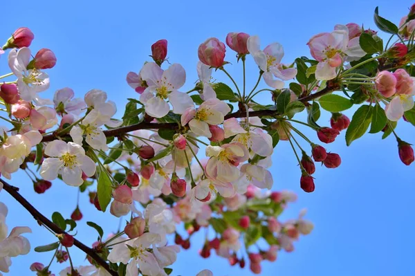 Çiçek açan elma ağacının dalları. Çiçek açan elma ağacı çiçekleri. Yayın için beyaz elma çiçekleri, tasarım, poster, takvim, post, ekran koruyucu, duvar kağıdı, kartpostal, afiş, kapak