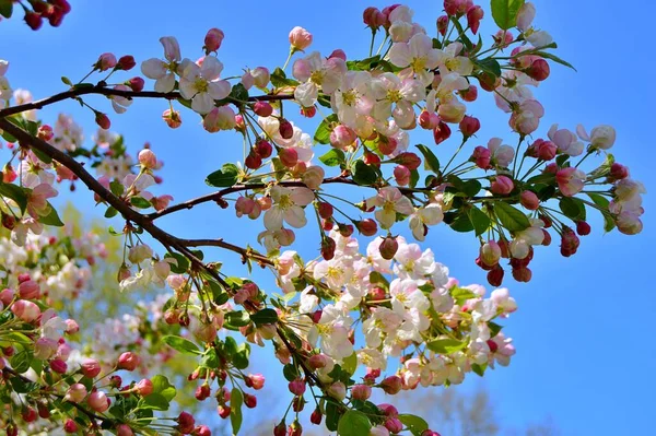 Гілки Квітучої Яблуні Квітучі Квіти Яблуні Крупним Планом Білі Яблучні — стокове фото