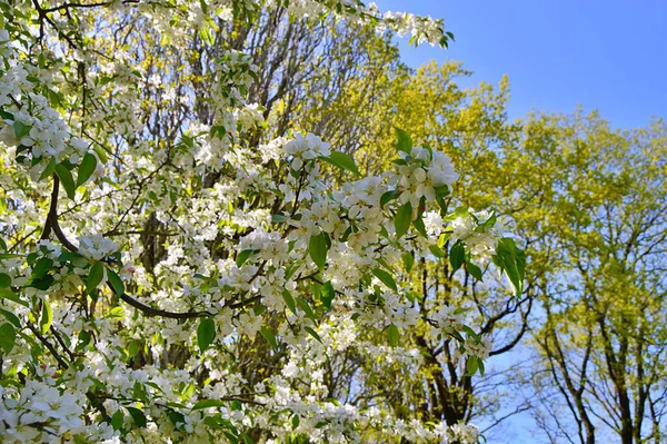 Çiçek açan elma ağacının dalları. Çiçek açan elma ağacı çiçekleri. Yayın için beyaz elma çiçekleri, tasarım, poster, takvim, post, ekran koruyucu, duvar kağıdı, kartpostal, afiş, kapak