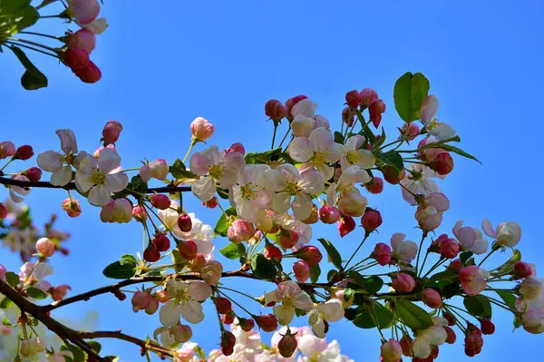 Çiçek açan elma ağacının dalları. Çiçek açan elma ağacı çiçekleri. Yayın için beyaz elma çiçekleri, tasarım, poster, takvim, post, ekran koruyucu, duvar kağıdı, kartpostal, afiş, kapak