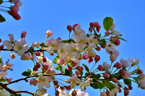 Çiçek açan elma ağacının dalları. Çiçek açan elma ağacı çiçekleri. Yayın için beyaz elma çiçekleri, tasarım, poster, takvim, post, ekran koruyucu, duvar kağıdı, kartpostal, afiş, kapak
