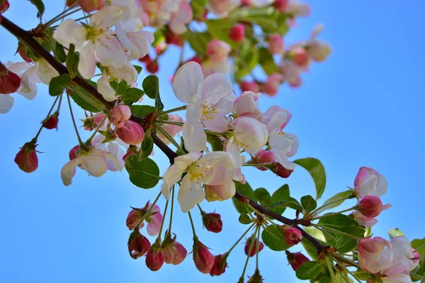 Çiçek açan elma ağacının dalları. Çiçek açan elma ağacı çiçekleri. Yayın için beyaz elma çiçekleri, tasarım, poster, takvim, post, ekran koruyucu, duvar kağıdı, kartpostal, afiş, kapak