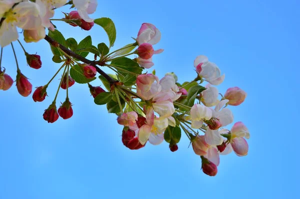 Çiçek açan elma ağacının dalları. Çiçek açan elma ağacı çiçekleri. Yayın için beyaz elma çiçekleri, tasarım, poster, takvim, post, ekran koruyucu, duvar kağıdı, kartpostal, afiş, kapak
