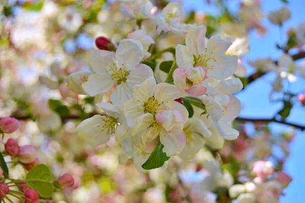 Çiçek açan elma ağacının dalları. Çiçek açan elma ağacı çiçekleri. Yayın için beyaz elma çiçekleri, tasarım, poster, takvim, post, ekran koruyucu, duvar kağıdı, kartpostal, afiş, kapak