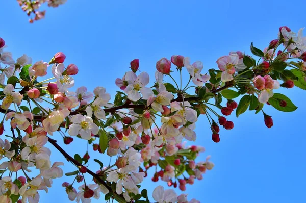 Çiçek açan elma ağacının dalları. Çiçek açan elma ağacı çiçekleri. Yayın için beyaz elma çiçekleri, tasarım, poster, takvim, post, ekran koruyucu, duvar kağıdı, kartpostal, afiş, kapak