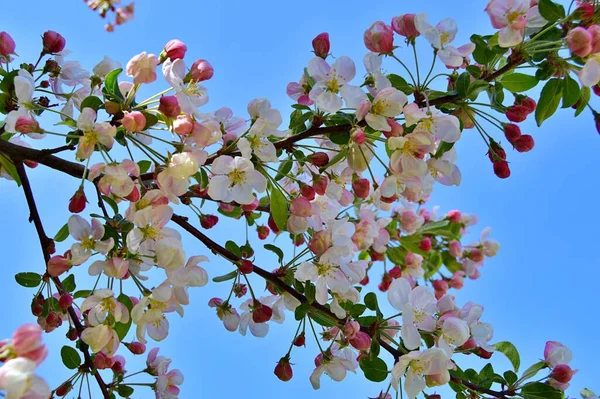 Çiçek açan elma ağacının dalları. Çiçek açan elma ağacı çiçekleri. Yayın için beyaz elma çiçekleri, tasarım, poster, takvim, post, ekran koruyucu, duvar kağıdı, kartpostal, afiş, kapak