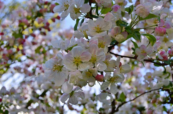 Çiçek açan elma ağacının dalları. Çiçek açan elma ağacı çiçekleri. Yayın için beyaz elma çiçekleri, tasarım, poster, takvim, post, ekran koruyucu, duvar kağıdı, kartpostal, afiş, kapak