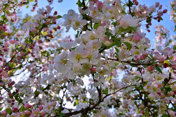 Гілки Квітучої Яблуні Квітучі Квіти Яблуні Крупним Планом Білі Яблучні — стокове фото