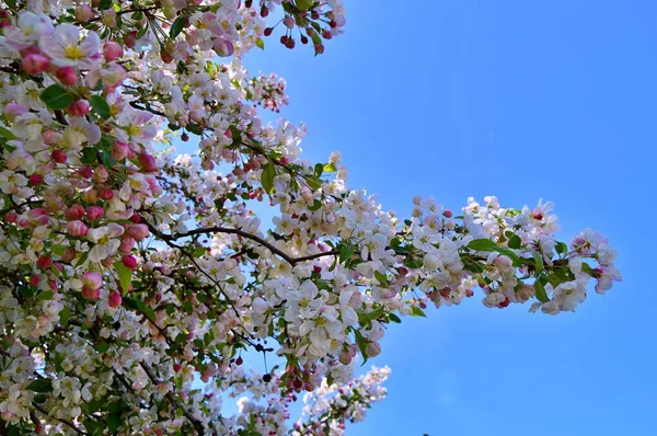 Zweige Eines Blühenden Apfelbaums Blühen Apfelbaumblüten Aus Nächster Nähe Weiße — Stockfoto