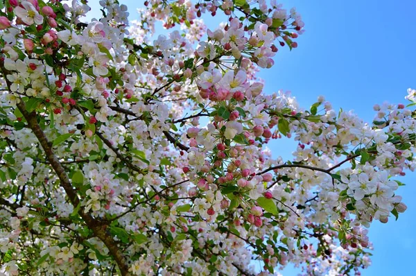 Çiçek açan elma ağacının dalları. Çiçek açan elma ağacı çiçekleri. Yayın için beyaz elma çiçekleri, tasarım, poster, takvim, post, ekran koruyucu, duvar kağıdı, kartpostal, afiş, kapak