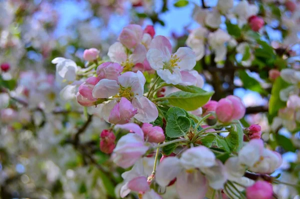 Çiçek açan elma ağacının dalları. Çiçek açan elma ağacı çiçekleri. Yayın için beyaz elma çiçekleri, tasarım, poster, takvim, post, ekran koruyucu, duvar kağıdı, kartpostal, afiş, kapak